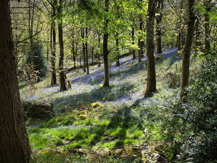 Woodland Creation | Working with Partners | Cumbria Woodlands