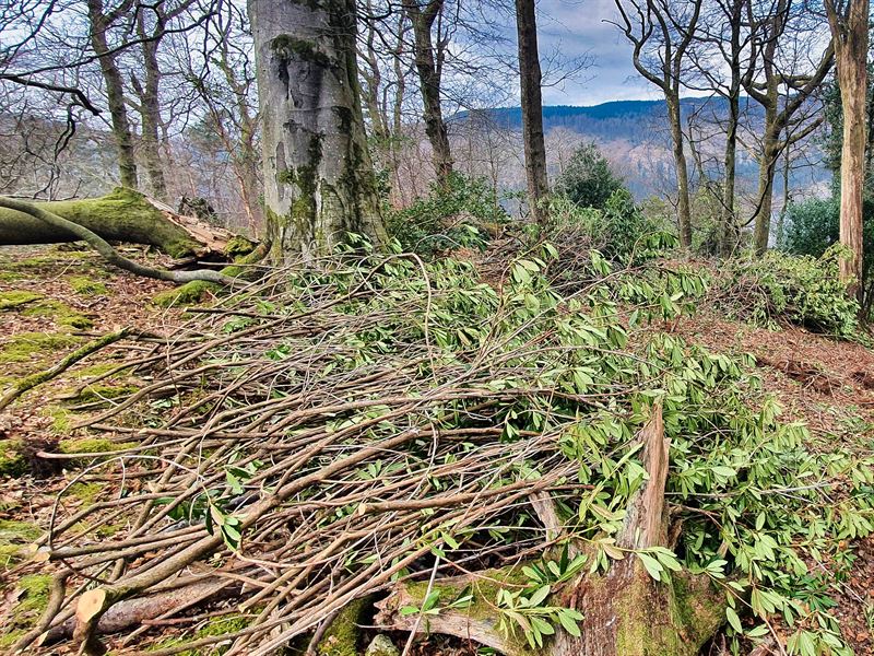 cut and piled up Rhododendron