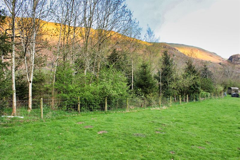 Hedge with trees and shrubs next to grazing