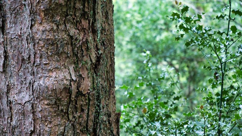 young holly growing next to a mature tree