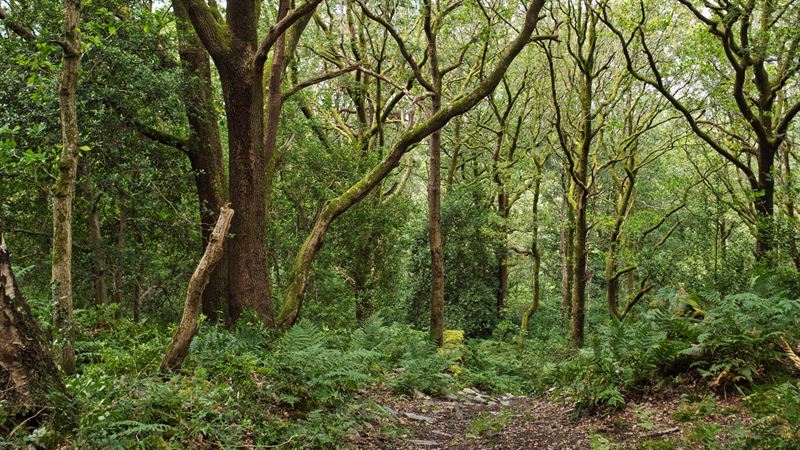 wide view of the mature trees in the woodland