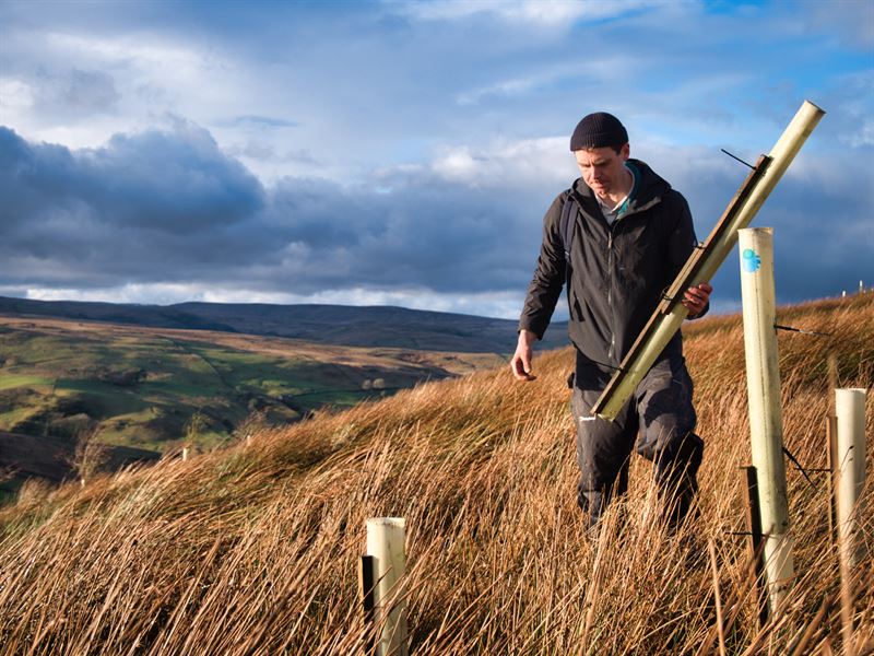 lochan tree planting