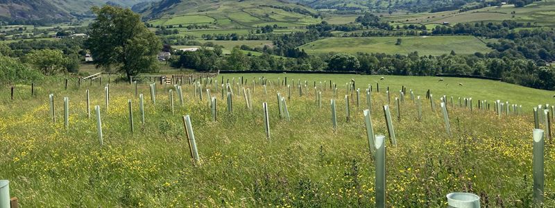 new planting in field with existing woodland behind