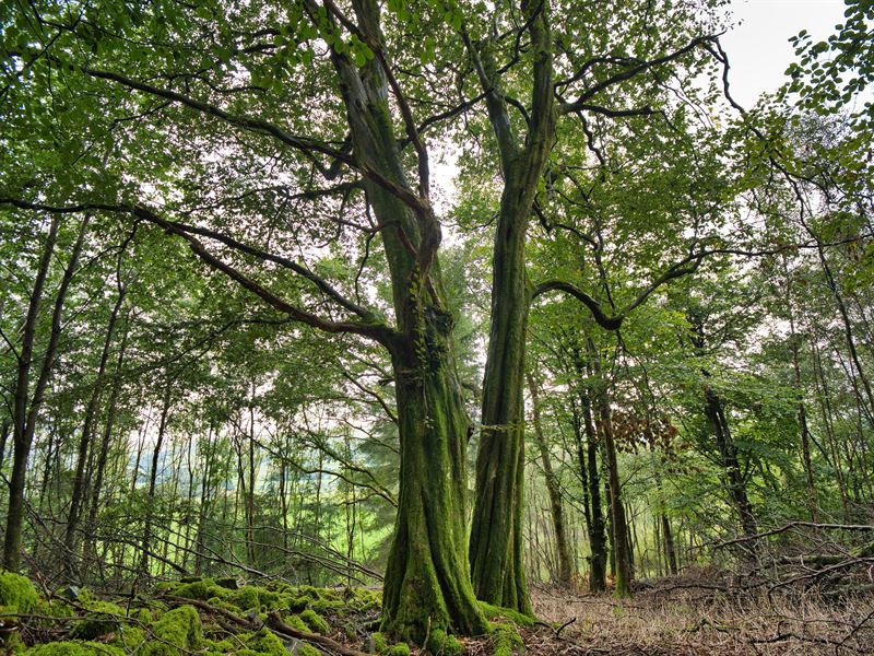 older tree that survived the storm