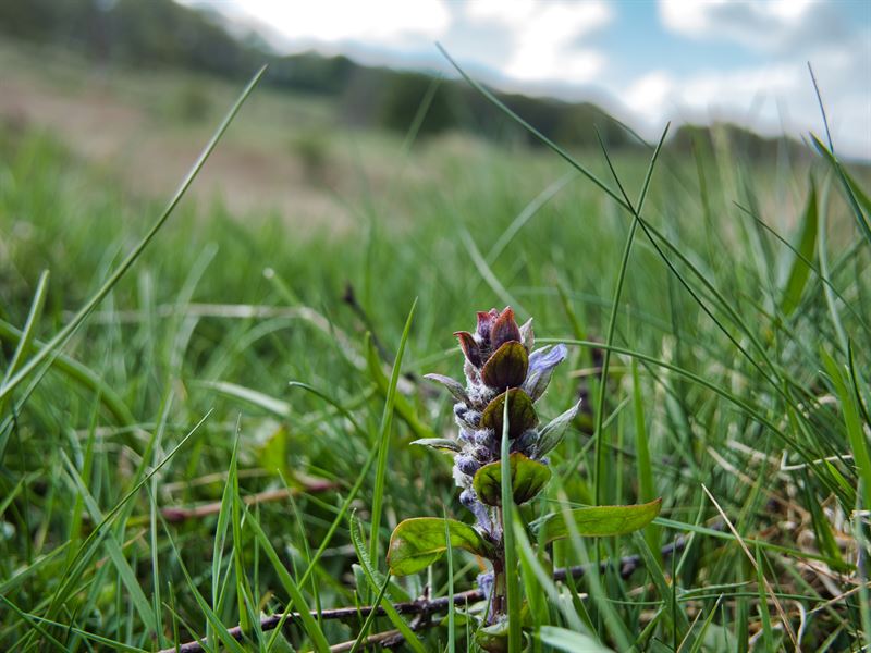 flowers growing in grass