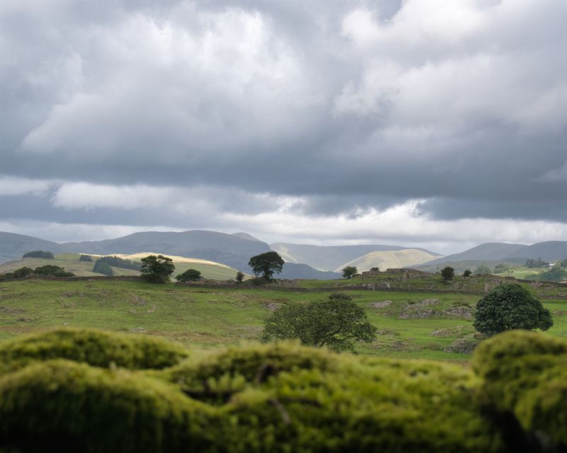 landscape of trees and grazing land