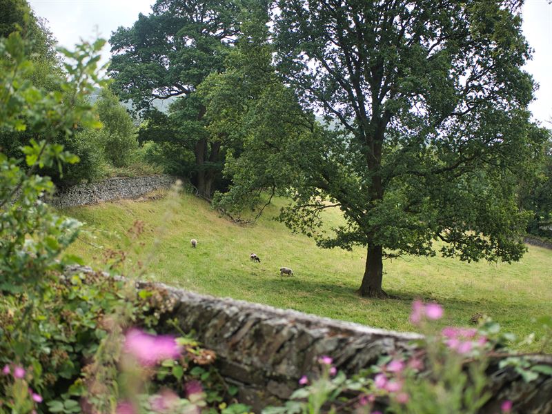 sheep grazing under open grown tree