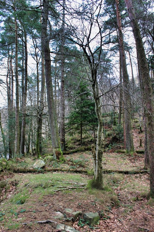 exisiting trees on the island