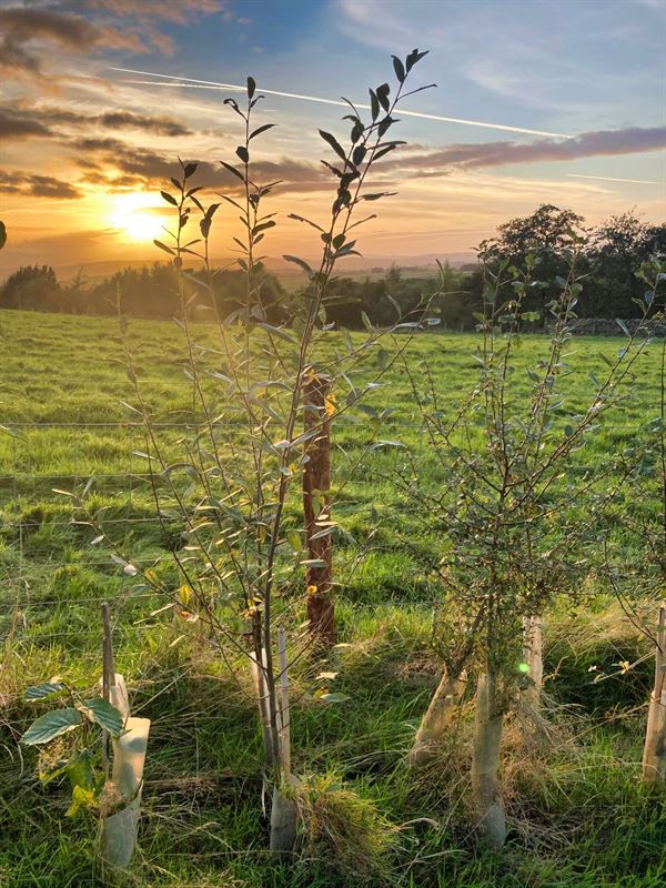 sunset over hedge