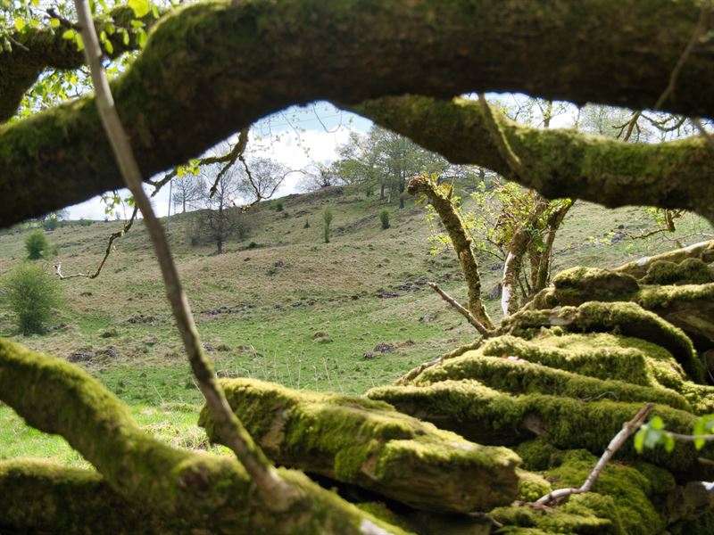 a view through a mature tree into grazing with scrubby trees