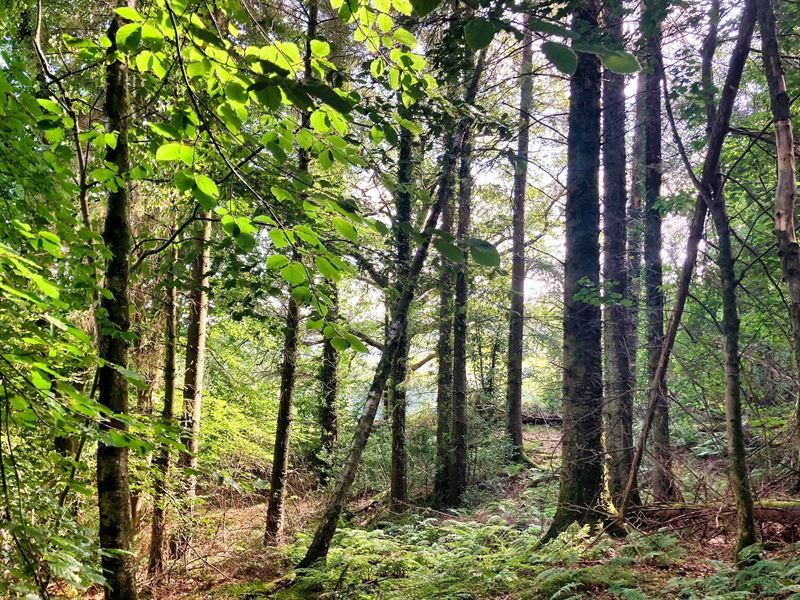 Close up trees and understory