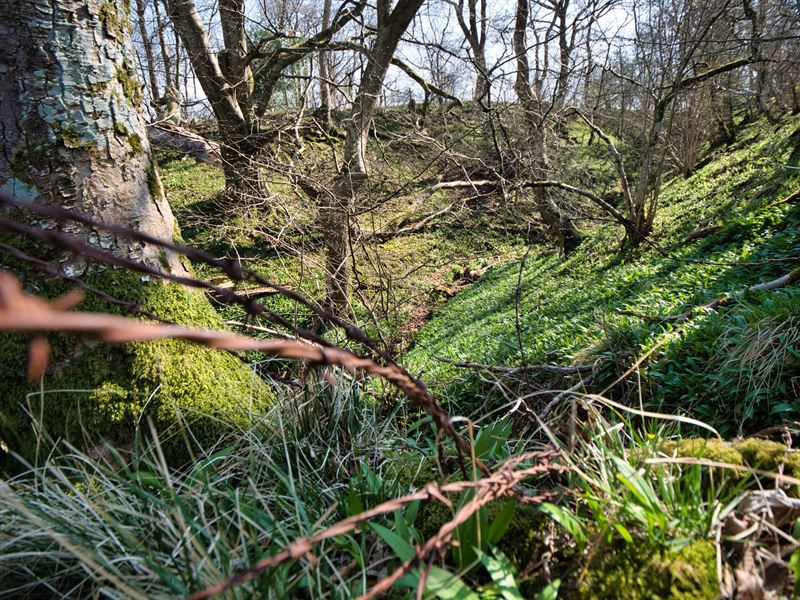 old barbed wire and understory vegetation
