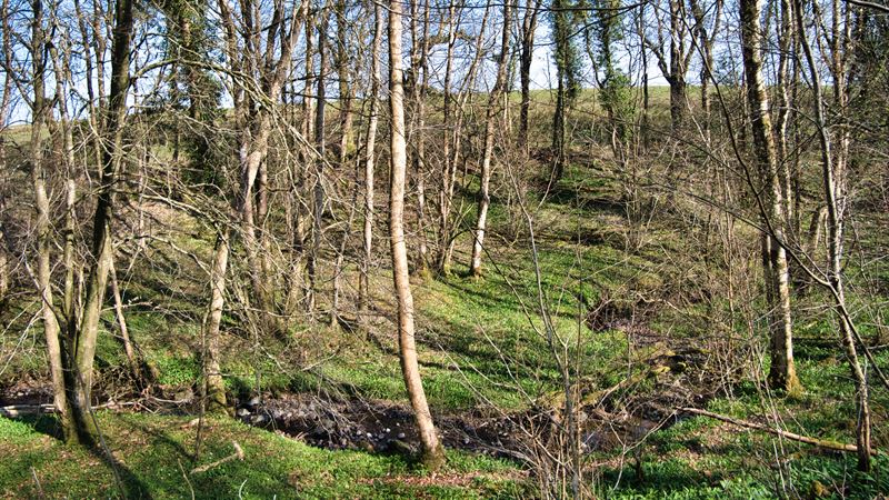 the existing ancient woodland