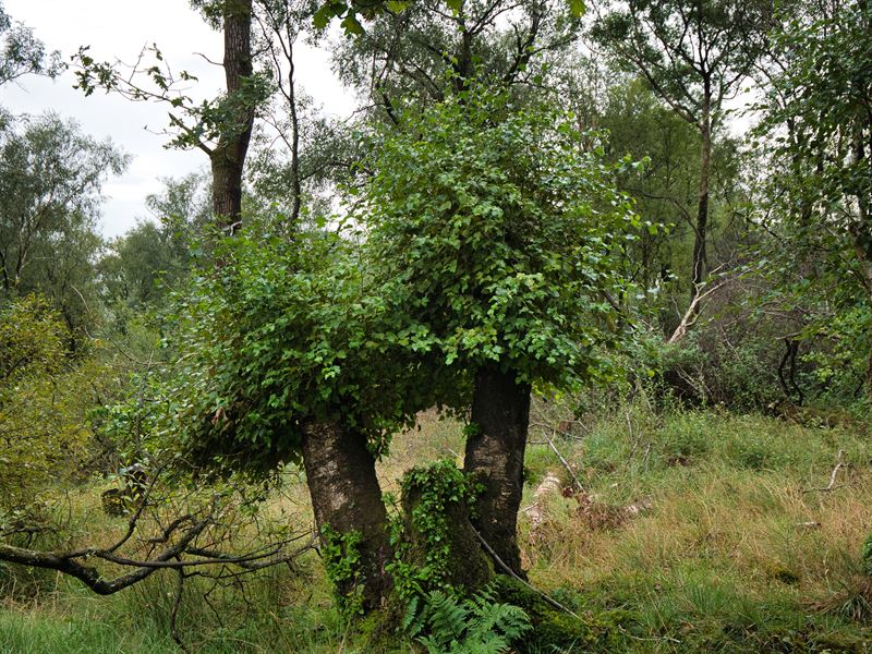 trees recovering after being righted after storms blew them over