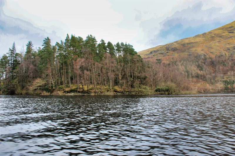 island with trees growing 