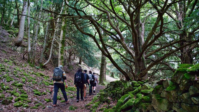 the team walking in a line through old woodland