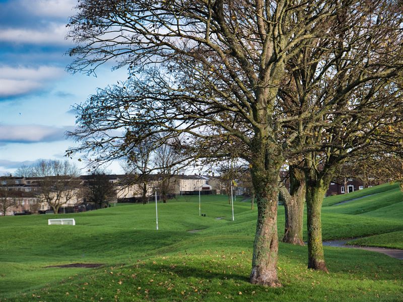 trees by playing fields