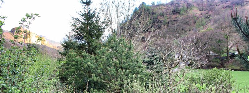 hedge with mountains in background