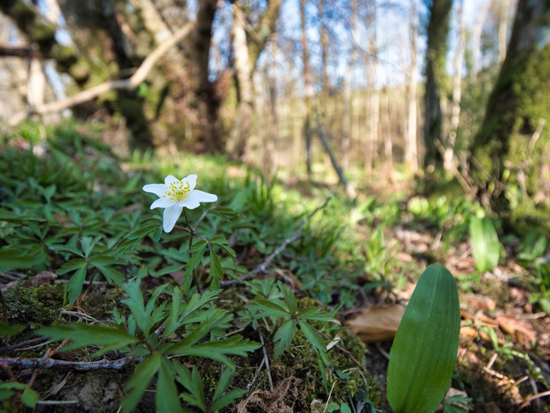 Flower under the trees in the fenced off area