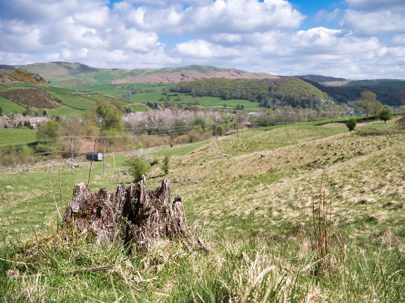 an old tree stump surrounded by rough grazing