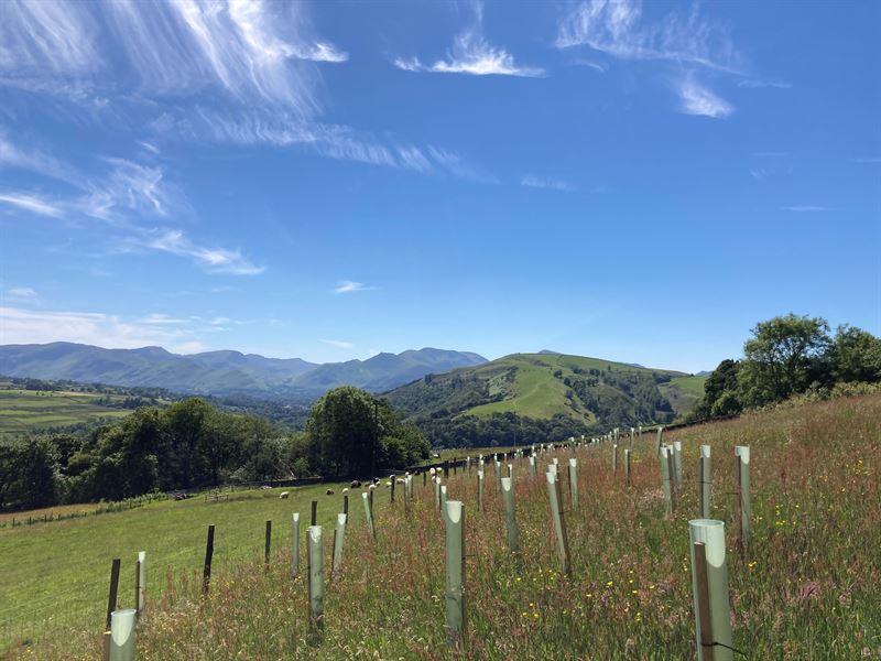 newly planted field with mountains in the background