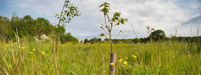 new trees in short guards surorunded by long grass and flowers