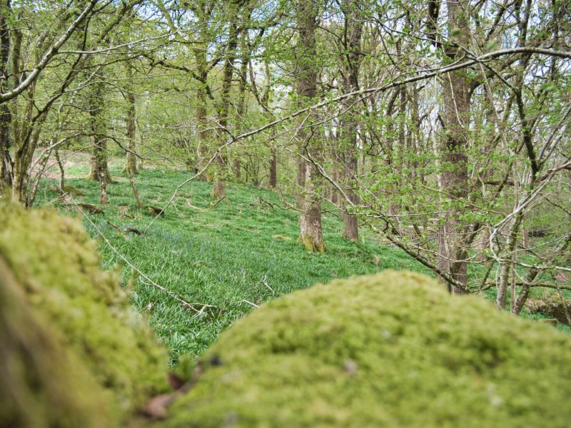 shows the existing woodland adjacent to the grazed area