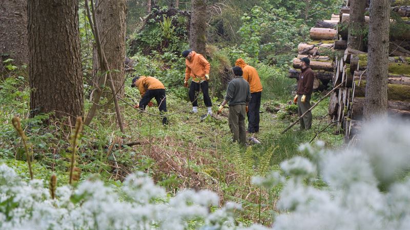 people working in the woods