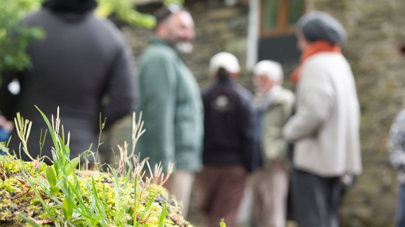 moss and lichen on a tree stump with people behind talking