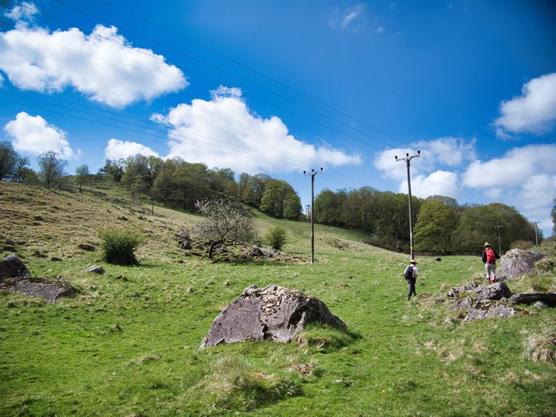 field showing some scrubby trees and grazing