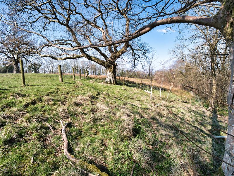 the fence with trees on one side and grass on the other
