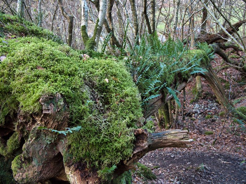 moss growing on decaying tree