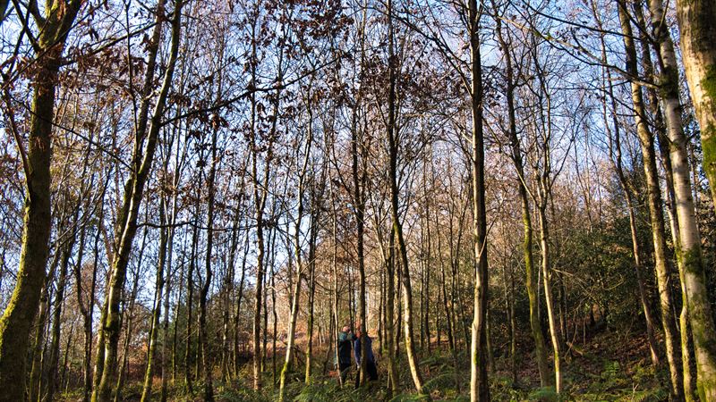 the woodland being thinned