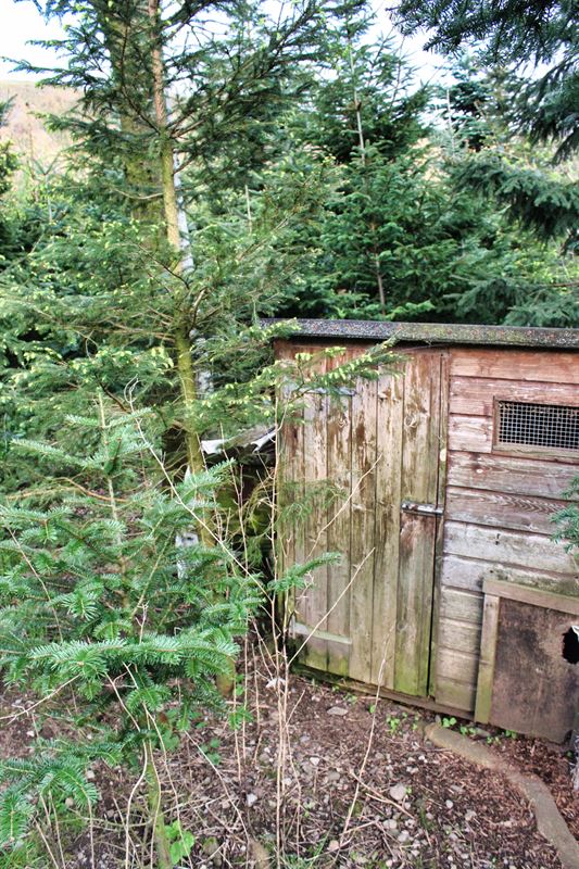 chicken coop in the hedge area