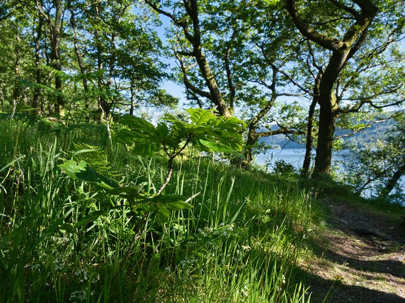 oak sapling