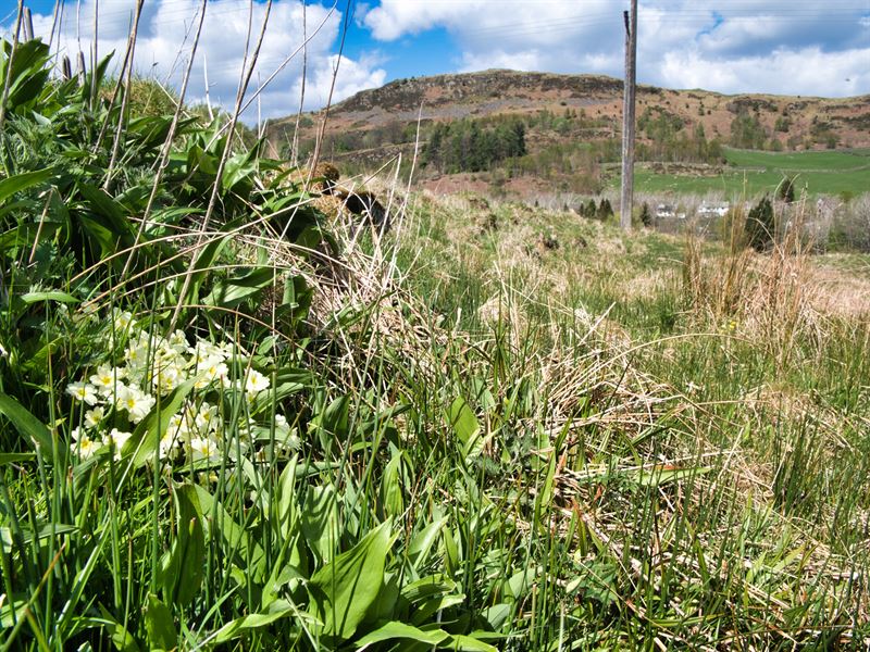 woodland flowers growing in grass