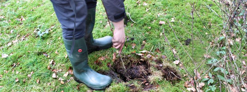 close up of tree being planted