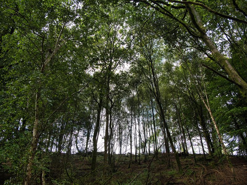 looking up into canopy 