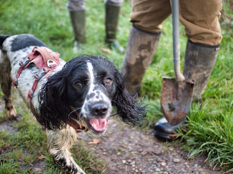 Arty, Gary's spaniel