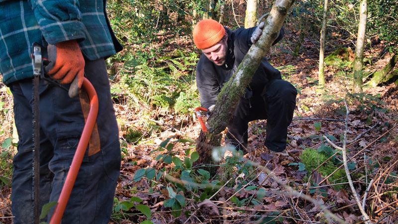 felling a small tree with handsaw