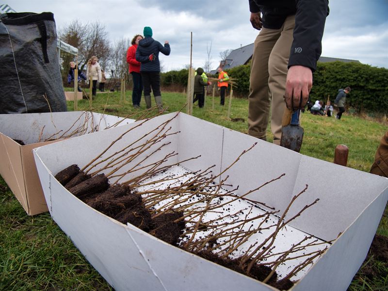 trees in a box ready to plant