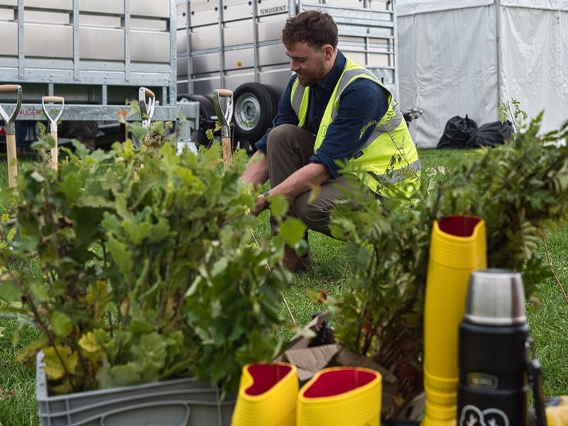 person planting a tree