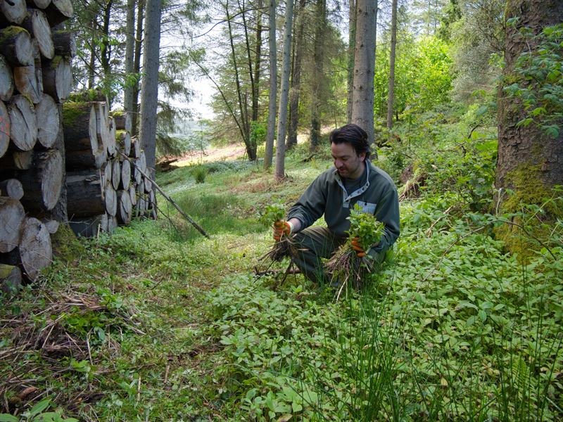 person crouched surrounded by balsam