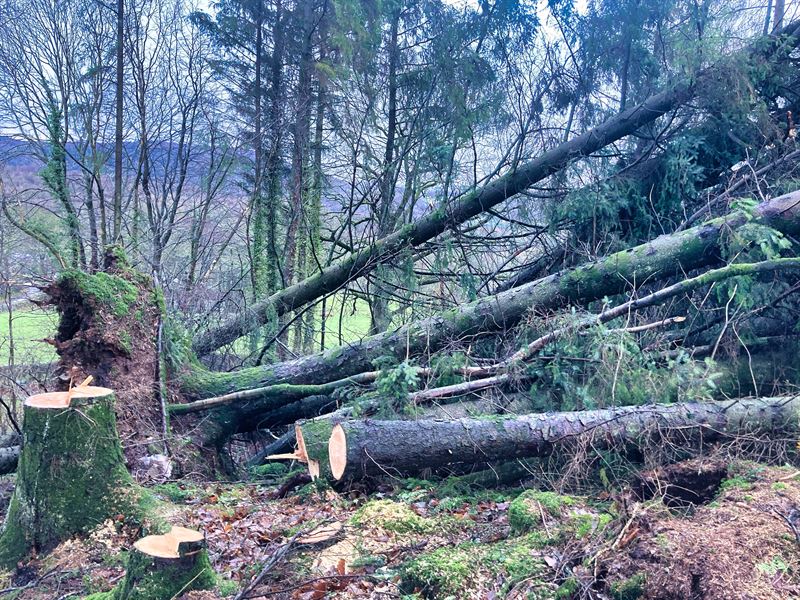 storm damaged trees from storm Arwen