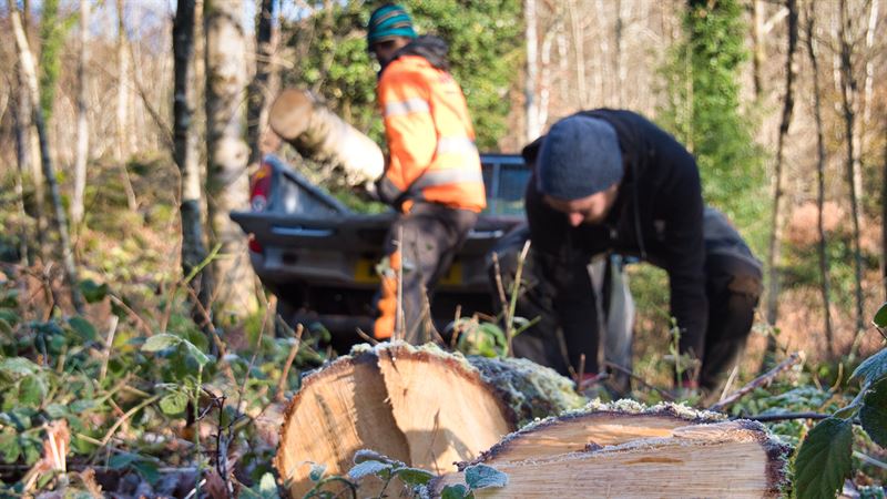 loading timber into truck