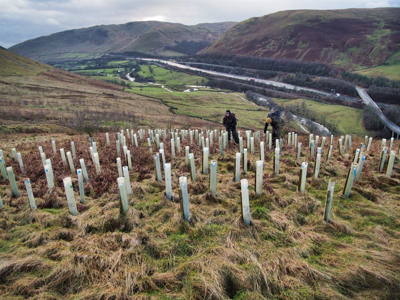 trees in tubes on a hillside above motorway