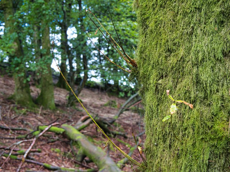 close up of moss growing on tree trunk