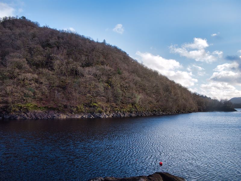 Great howe- trees growing down to the lake