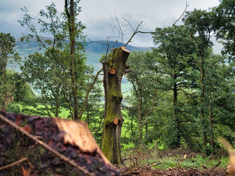 tree trunk with limbs removed