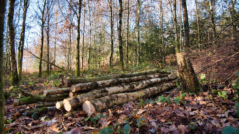 felled timber in 2 metre lengths